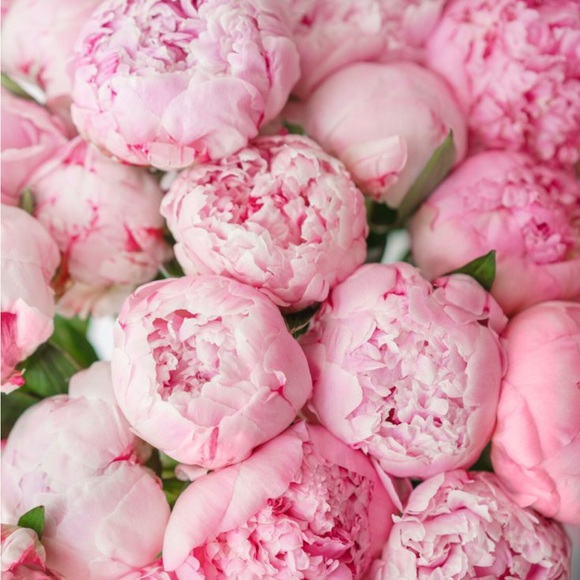 Meet your Posher, Sonya - Picture 1 of 1